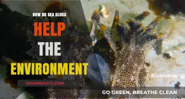 Sea Slugs: Unsung Heroes in Marine Ecosystem Health and Balance