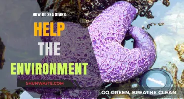 Sea Stars: Unsung Heroes of Ocean Health and Balance