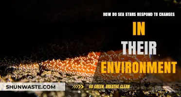 Sea Stars' Resilience: Adapting to Environmental Shifts and Challenges