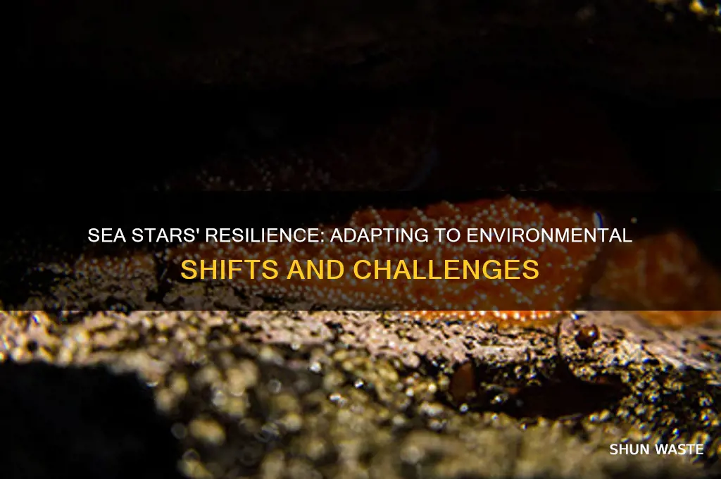 how do sea stars respond to changes in their environment