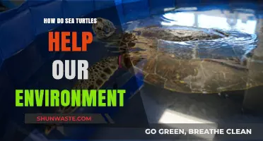 Sea Turtles: Vital Guardians of Our Ocean's Health and Ecosystems