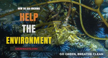 Sea Urchins: Unsung Heroes of Ocean Health and Balance