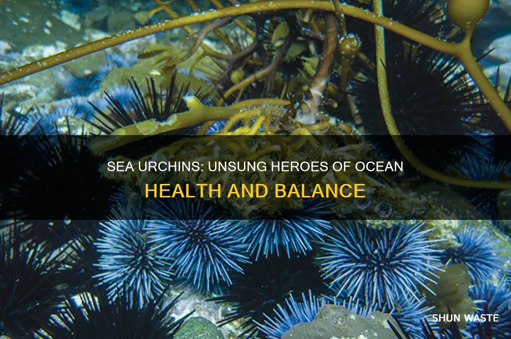 how do sea urchins help the environment