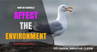 Seagulls' Environmental Impact: Exploring Their Role in Ecosystems
