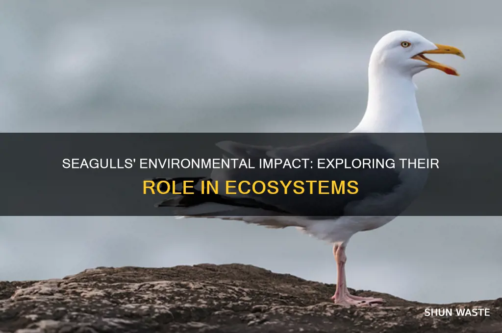 how do seagulls affect the environment