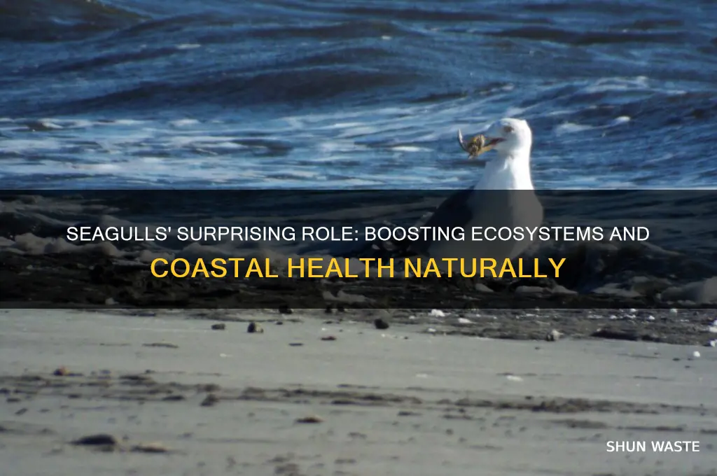 how do seagulls help the environment