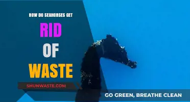 Seahorse Waste Disposal: Unveiling Their Unique Elimination Process