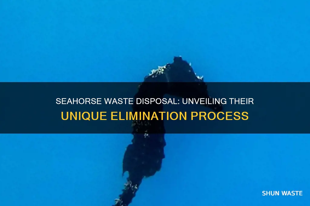 how do seahorses get rid of waste