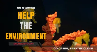 Seahorses' Vital Role in Marine Ecosystems and Environmental Health
