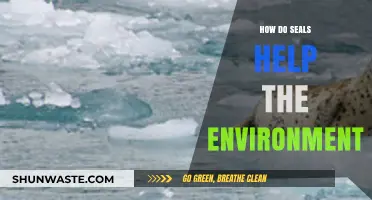 Seals' Vital Role: How These Marine Mammals Protect Our Environment