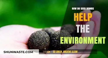 Seed Bombs: Eco-Friendly Tools Revitalizing Ecosystems and Greening Urban Spaces