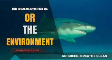 Sharks' Vital Role: Impact on Humans and Environmental Balance Explained