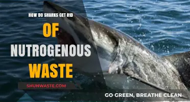 Sharks' Nitrogen Waste Removal: Unveiling Their Unique Detoxification Process