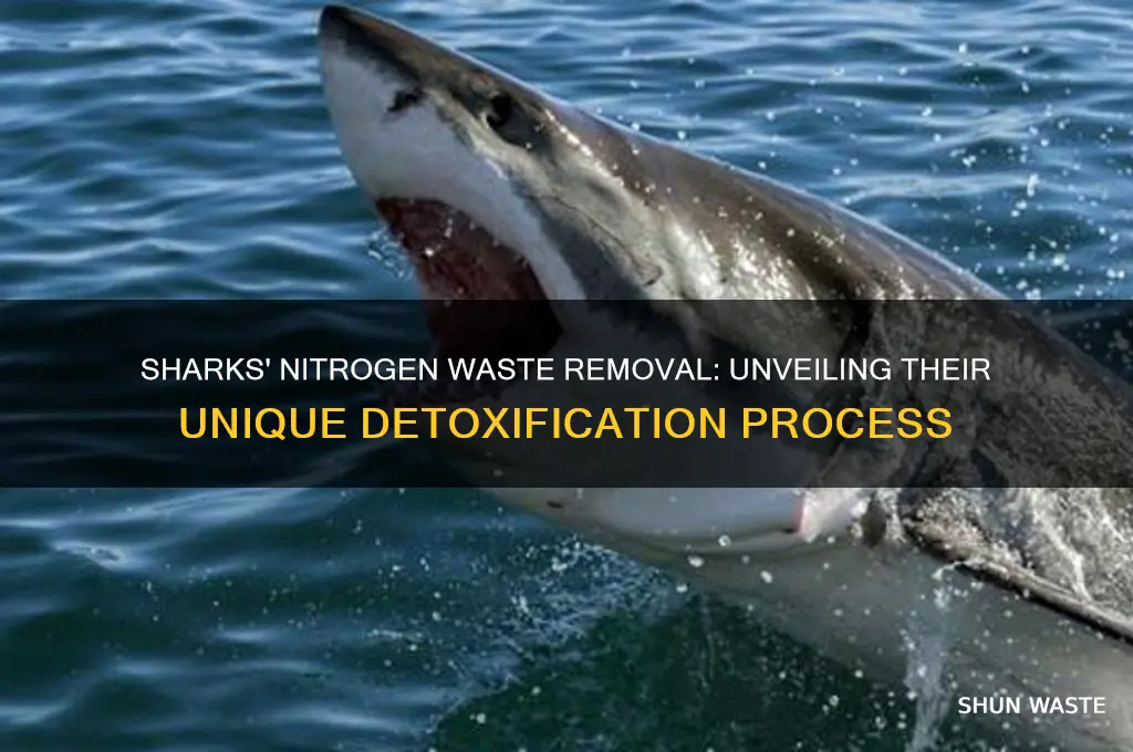 how do sharks get rid of nutrogenous waste