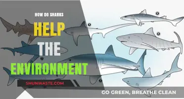 Sharks: Vital Guardians of Marine Ecosystems and Environmental Balance