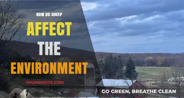 Sheep's Environmental Impact: Grazing, Land Use, and Ecosystem Effects Explored