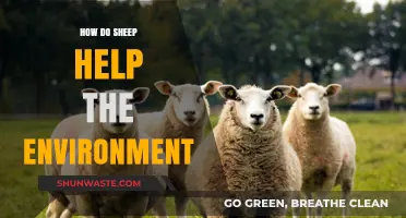 Sheep's Eco-Friendly Impact: Grazing for a Greener, Healthier Planet