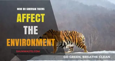 Siberian Tigers: Key Predators Shaping Ecosystems and Biodiversity Balance