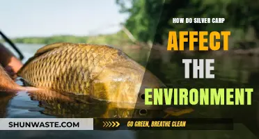 Silver Carp Invasion: Environmental Impacts and Ecosystem Disruption Explained