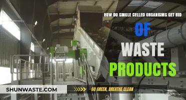 Waste Management in Single-Celled Organisms: Efficient Disposal Mechanisms Explained