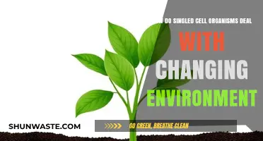 Single-Cell Survival Strategies: Adapting to Dynamic Environmental Challenges