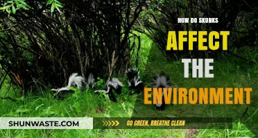 Skunks' Ecological Impact: Unveiling Their Role in Shaping Ecosystems