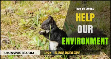 Skunks: Unsung Heroes in Maintaining Ecological Balance and Biodiversity