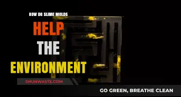 Slime Molds: Unseen Heroes Boosting Ecosystems and Soil Health Naturally