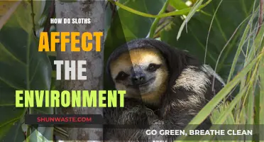 Sloths' Ecological Impact: Unveiling Their Role in Shaping Ecosystems