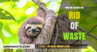 Sloths' Surprising Waste Disposal Habits: A Slow-Motion Mystery Unveiled
