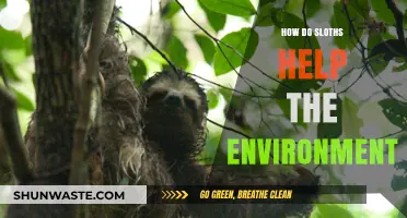 Sloths: Unsung Heroes of Biodiversity and Ecosystem Health