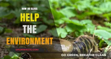 Slugs' Surprising Role: Boosting Ecosystems and Soil Health Naturally