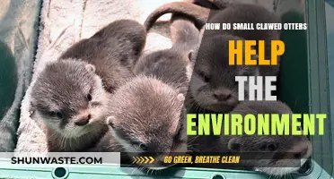 Small-Clawed Otters: Unsung Heroes in Preserving Aquatic Ecosystems