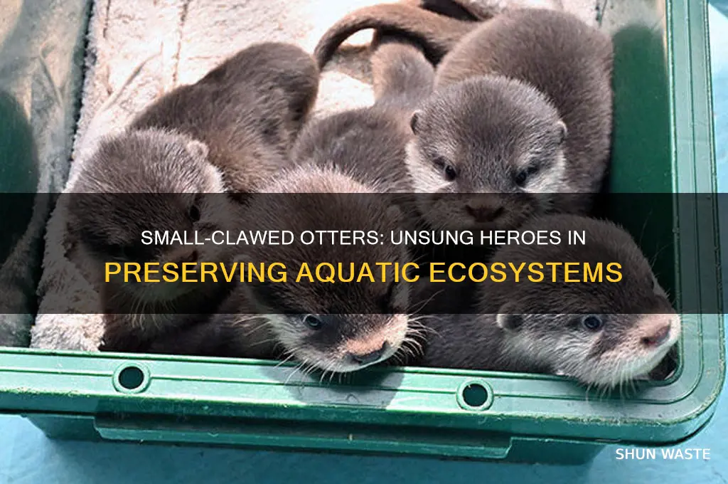 how do small clawed otters help the environment