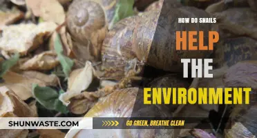 Snails' Surprising Role: Boosting Ecosystems and Soil Health Naturally