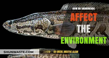 Snakeheads' Invasive Impact: Disrupting Ecosystems and Native Species Worldwide