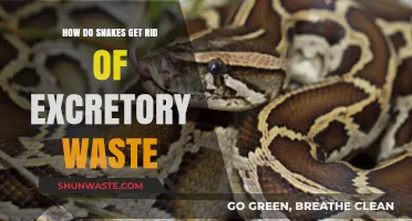 How Snakes Efficiently Eliminate Excretory Waste: A Unique Process