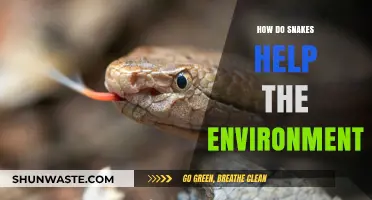 Snakes: Unsung Heroes in Balancing Ecosystems and Protecting Nature