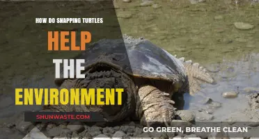 Snapping Turtles: Unsung Heroes of Ecosystem Balance and Health