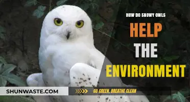 Snowy Owls: Vital Predators Supporting Arctic Ecosystem Balance and Health