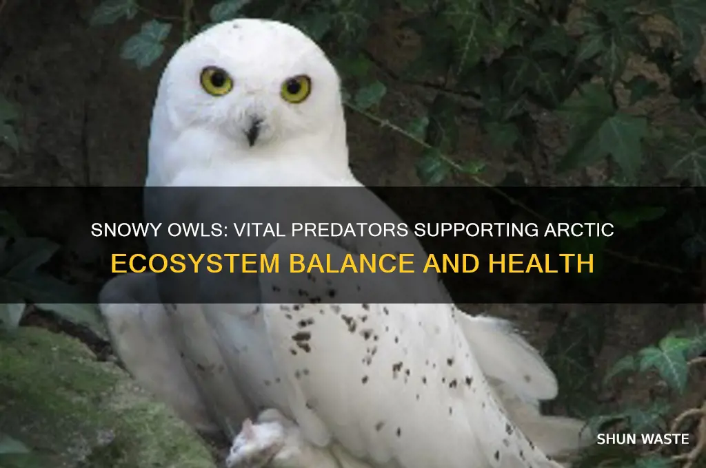 how do snowy owls help the environment