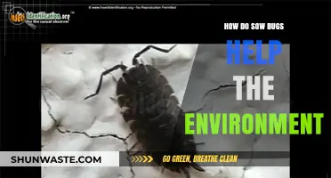 Sow Bugs: Unsung Eco-Heroes in Soil Health and Decomposition