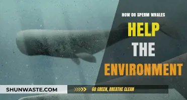 Sperm Whales: Ocean Guardians Boosting Carbon Sequestration and Marine Ecosystems