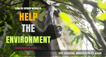Spider Monkeys: Vital Eco-Warriors Saving Forests and Biodiversity