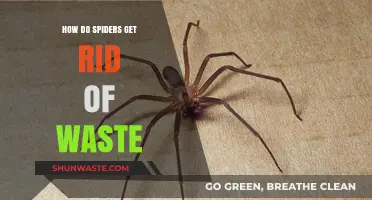 Unraveling the Mystery: How Spiders Dispose of Waste Efficiently