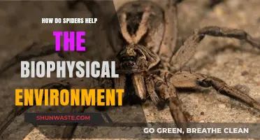 Spiders' Vital Role in Sustaining Healthy Biophysical Ecosystems Explained