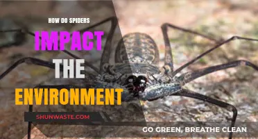 Spiders' Ecological Role: How They Shape and Sustain Our Environment