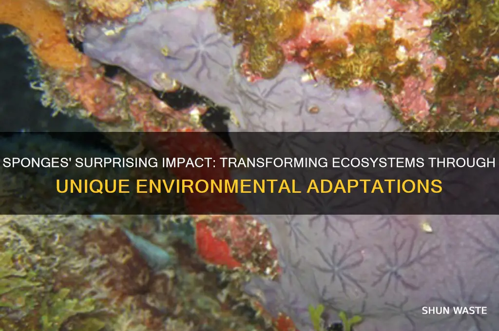 how do sponges change their environment