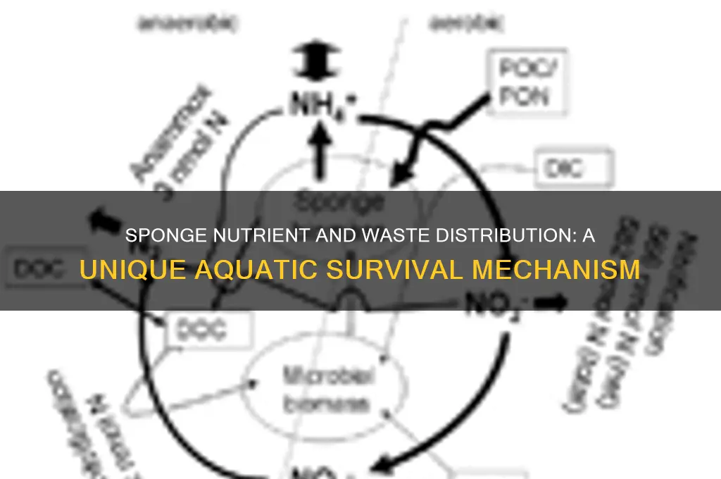 how do sponges distribute nutrients and waste