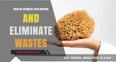 Sponge Survival Secrets: Feeding, Respiration, and Waste Elimination Explained